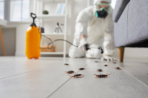Trusted Cockroach Control service in East Douglas, MA - Nex Pest Control
